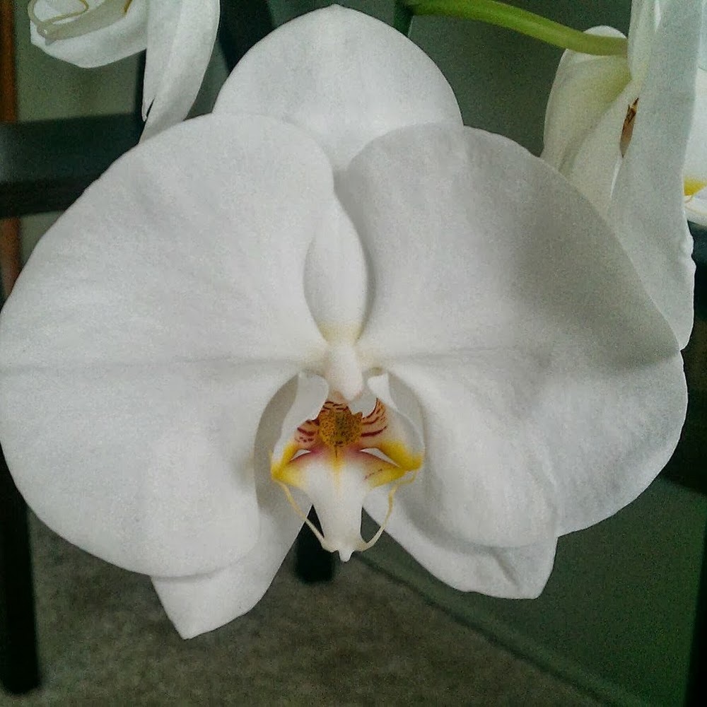 Meet your Posher, Stacey